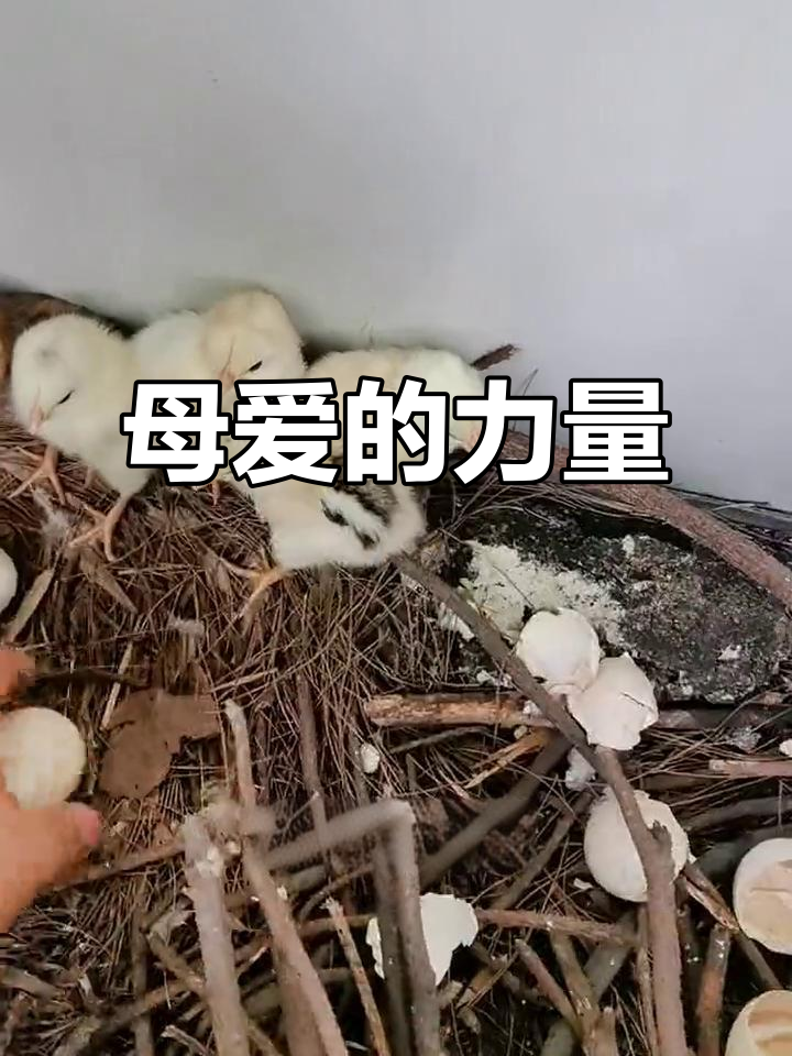 21天没管,鸡妈妈竟然独自孵出了小鸡!