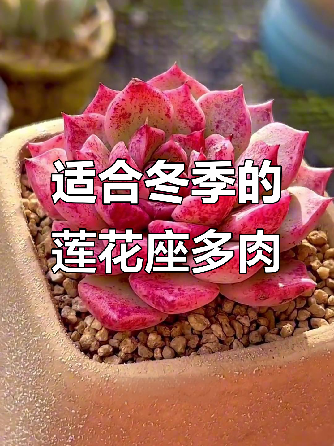 10款莲花座多肉，秋冬养护全攻略
