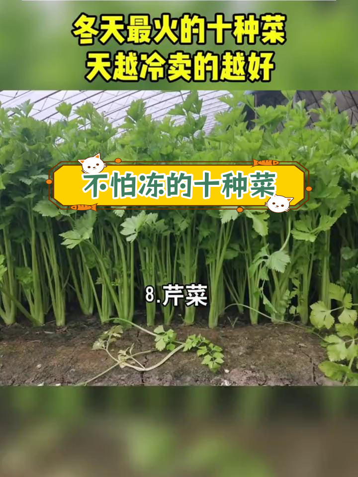 冬季耐寒蔬菜推荐