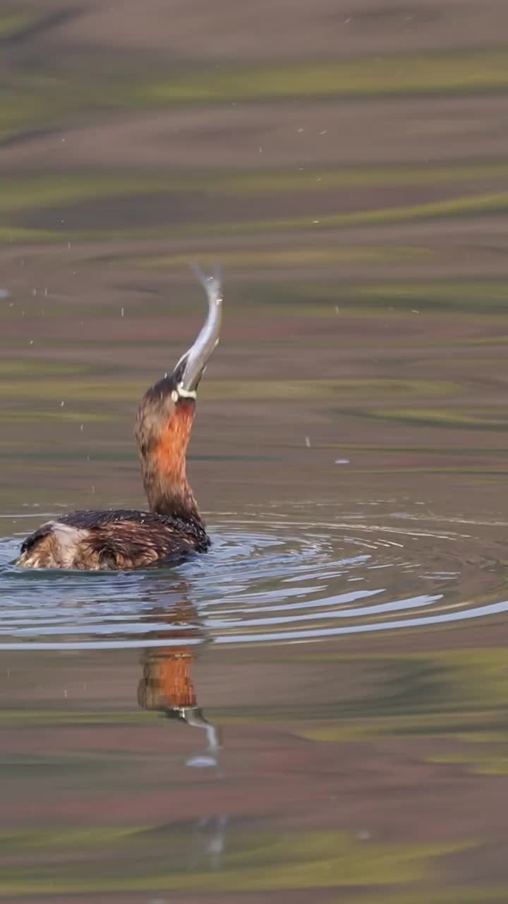年年有鱼 一起观赏鸟类吃鱼秀