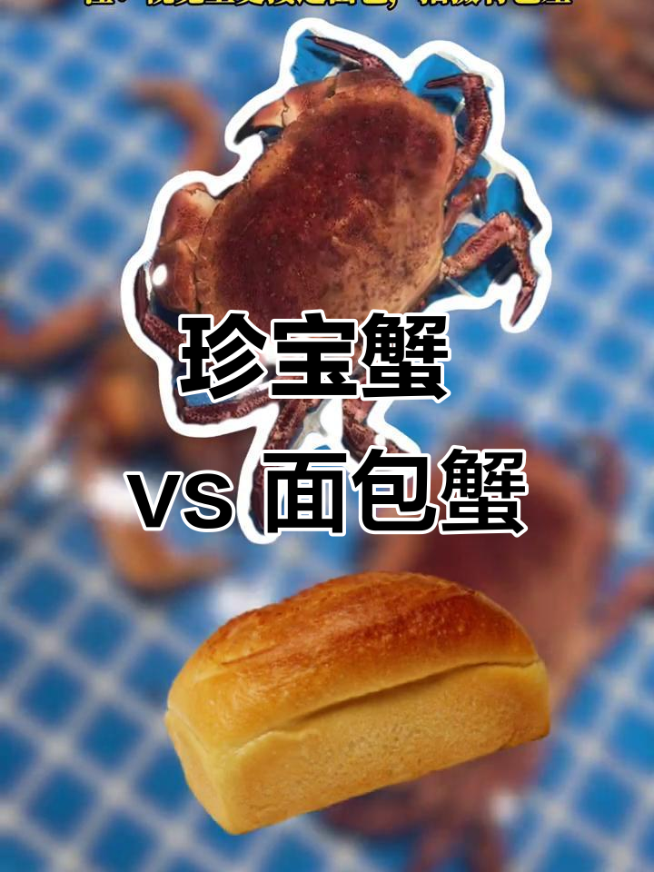 珍宝蟹与面包蟹大比拼，哪种更美味？