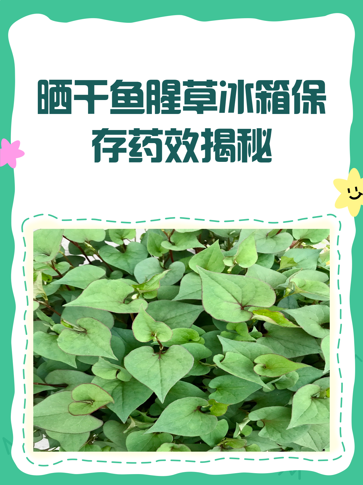 晒干鱼腥草放冰箱,药效会打折吗?
