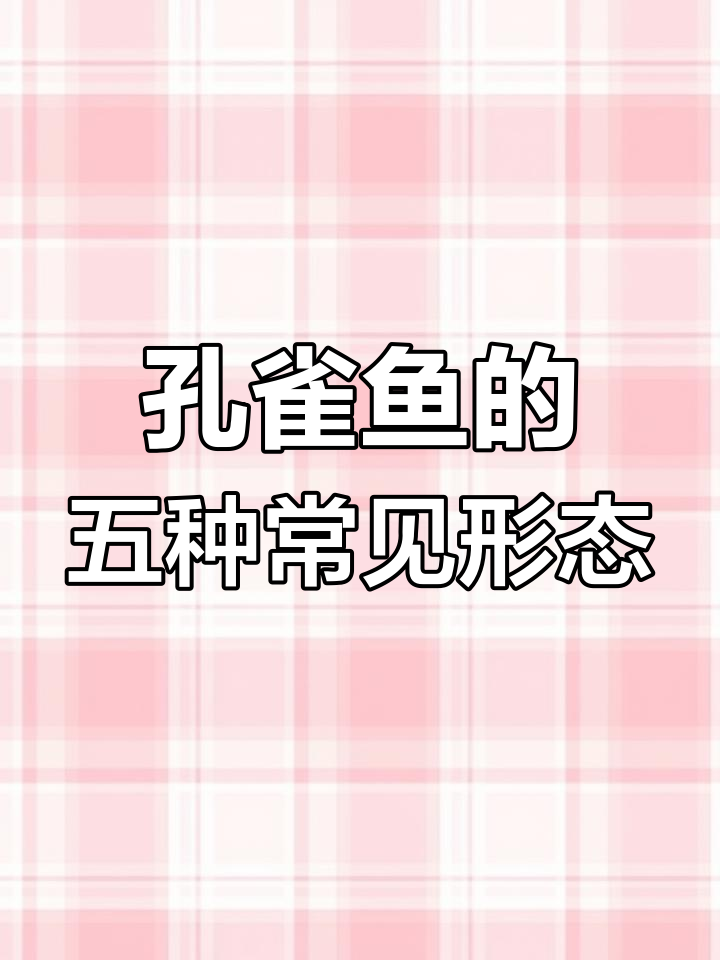孔雀鱼各种体型特征解析:普通体、缎带大C与燕尾蝶翼的区别