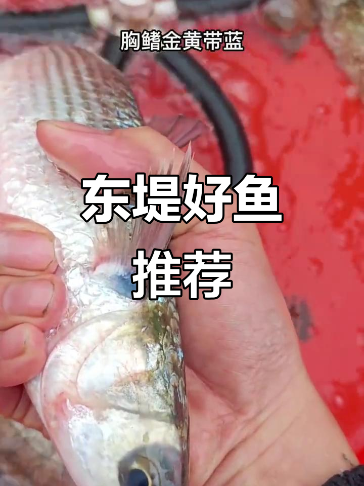 湛江东堤海鱼大揭秘,平头凡鲻最值得尝试