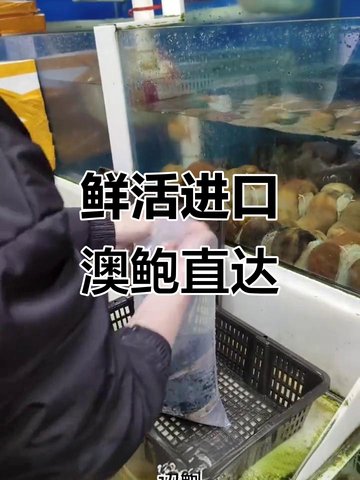 澳洲黑边鲍鱼空运到京,一线城市包活到家