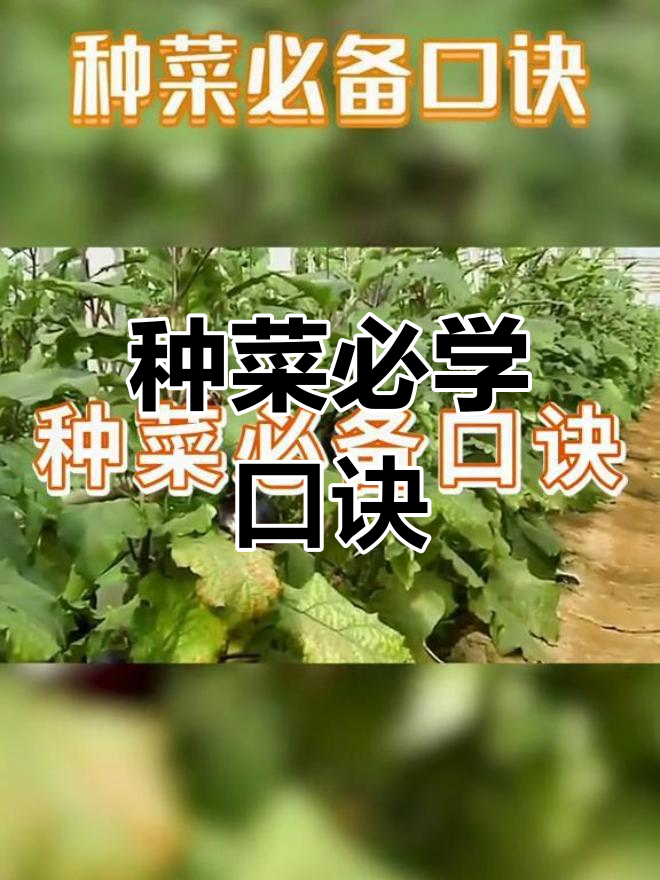 种植口诀大揭秘,选对时机才能丰收!