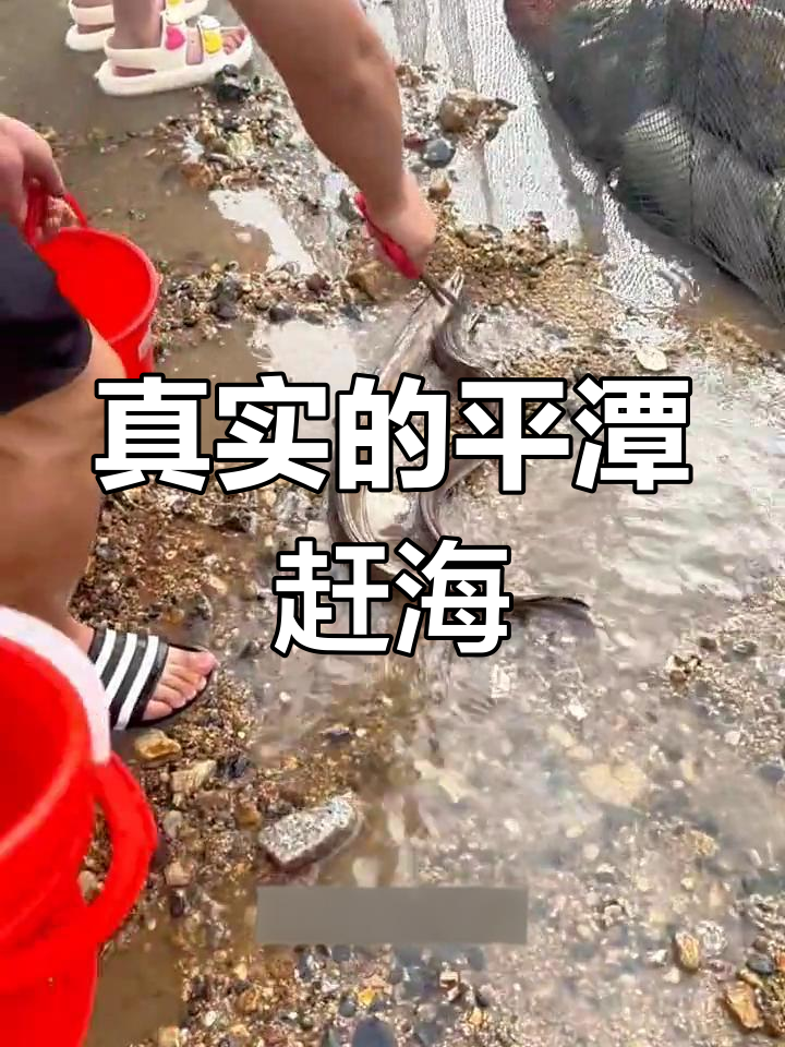平潭赶海抓八爪鱼,真实体验大揭秘