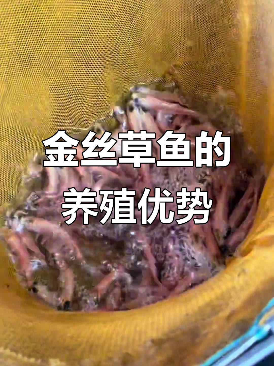 俄罗斯金丝草鱼,吃草也能长五斤!