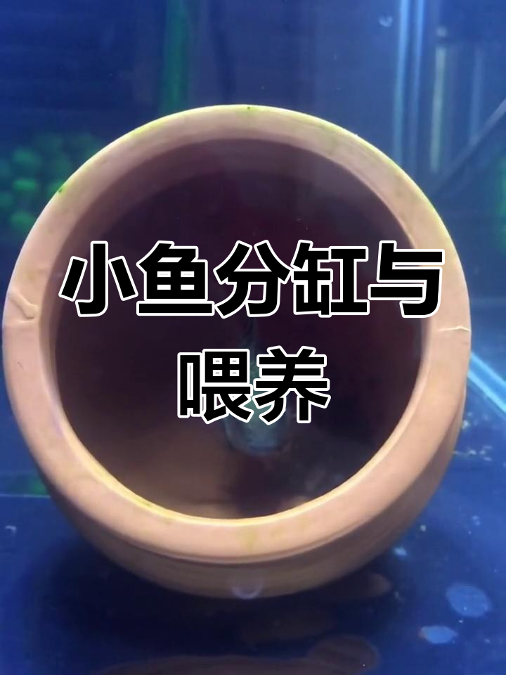 迷你鹦鹉小鱼饲养技巧