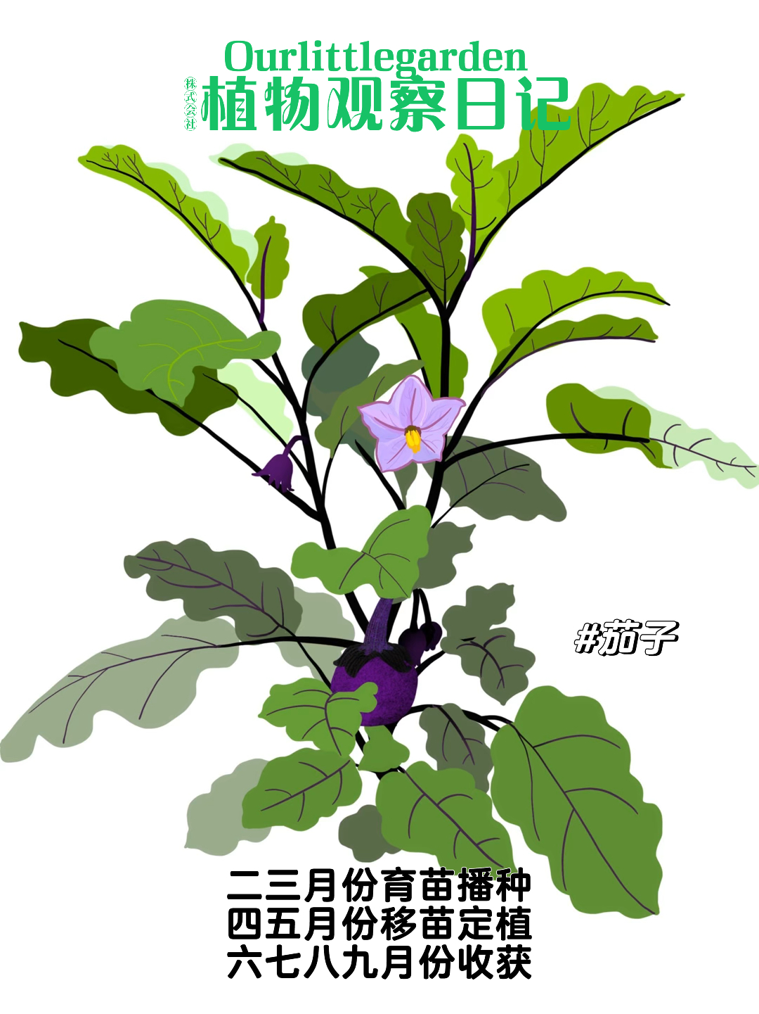六月菜园|原创手绘|茄子的观察日记