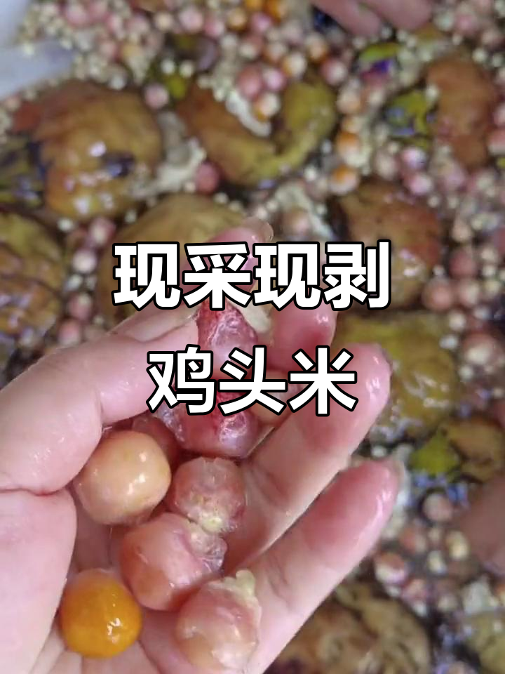 苏州本地鸡头米,新鲜采摘剥壳现场展示