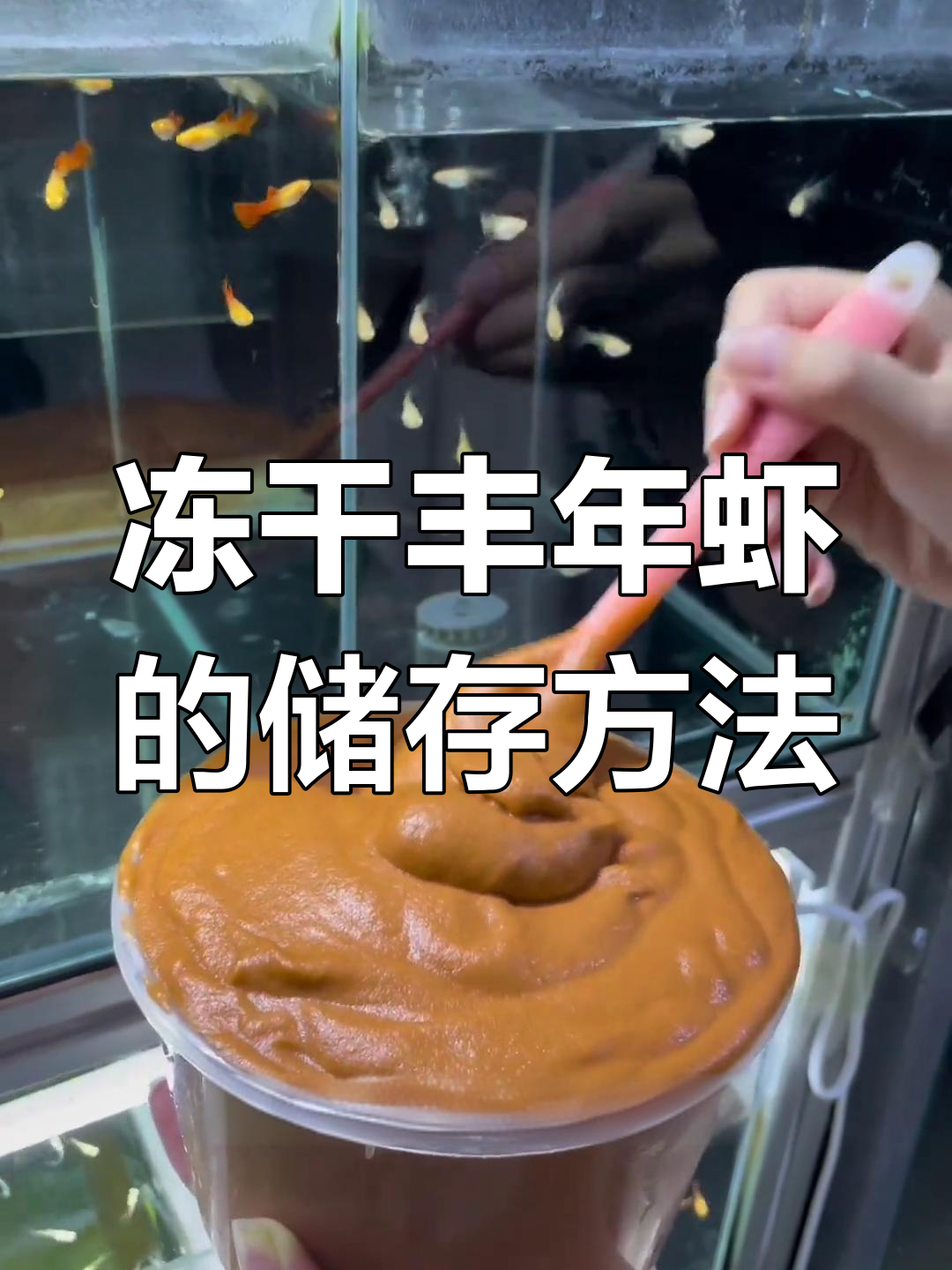 丰年虾冷冻保存技巧,喂鱼更方便