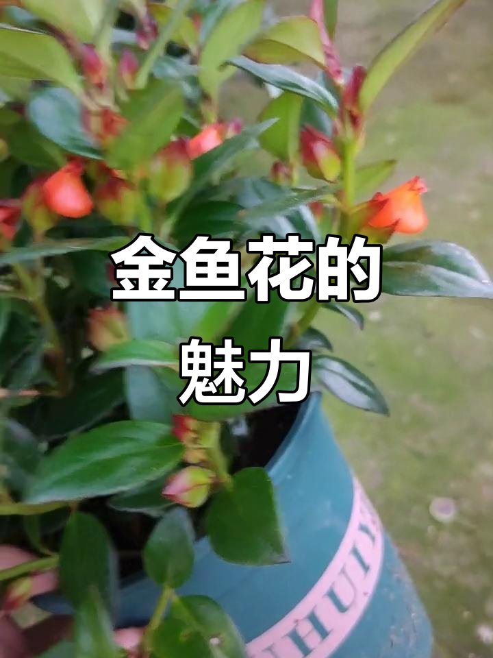 红色金鱼花,美丽又易养,满树繁花待放