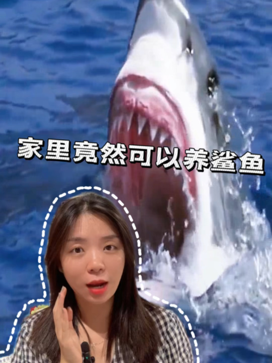 家里竟然可以养鲨鱼!