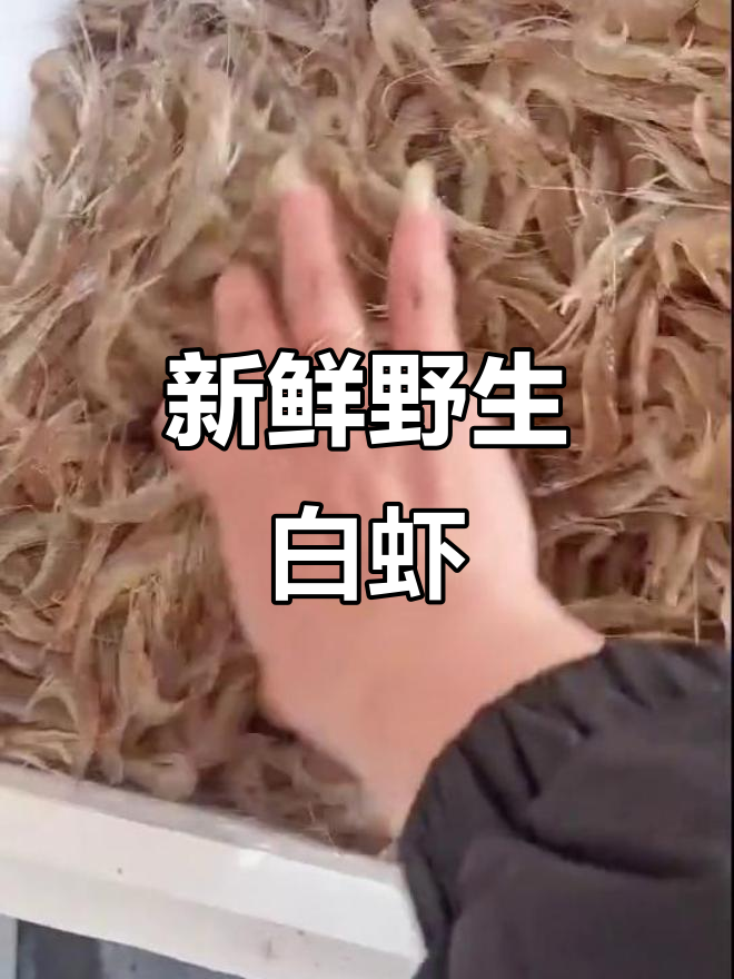 野生小白虾,鲜嫩透明,活蹦乱跳,做醉虾绝佳!
