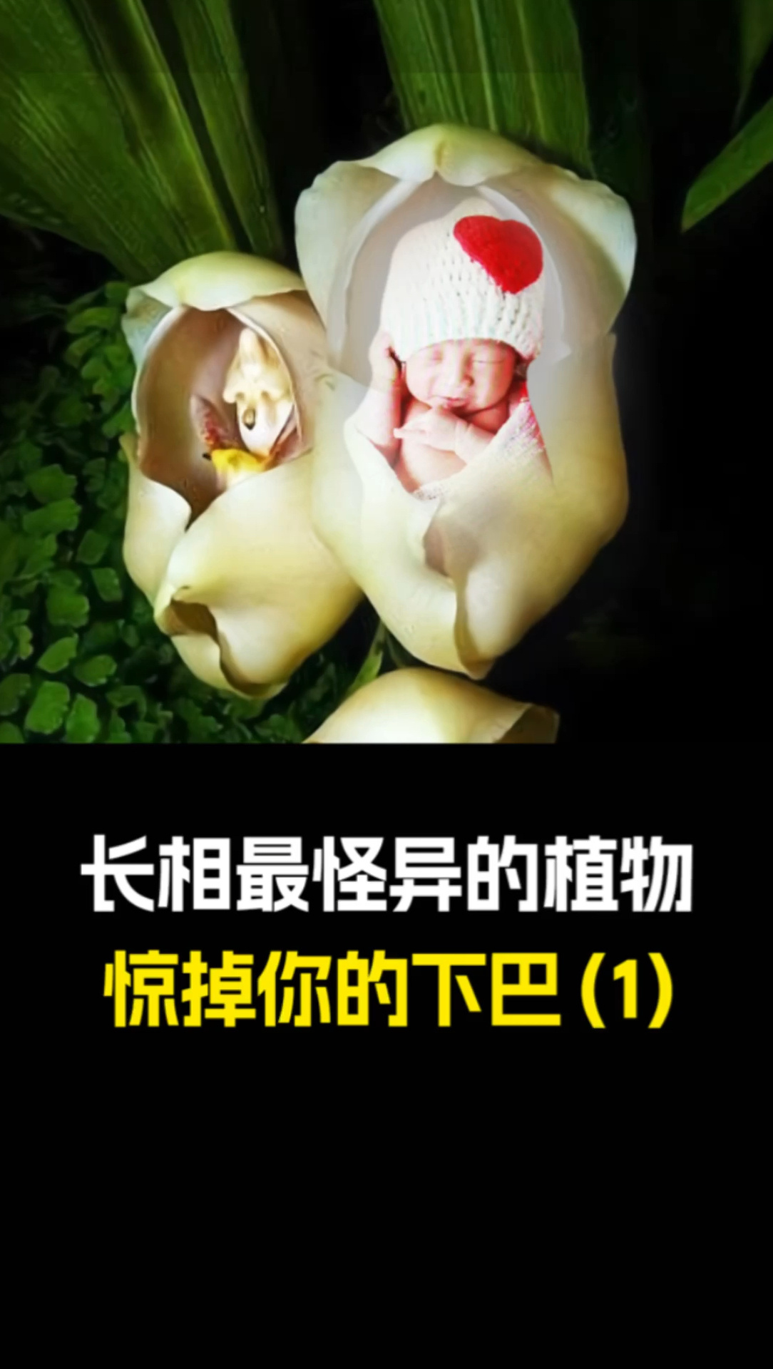 长相怪异的植物