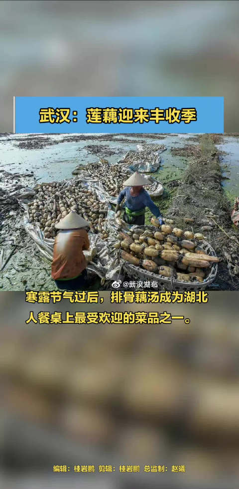 「武汉:莲藕迎来丰收季」寒露节气过后,排骨藕汤成为湖北人餐桌上最受欢迎的菜品之一。进入10