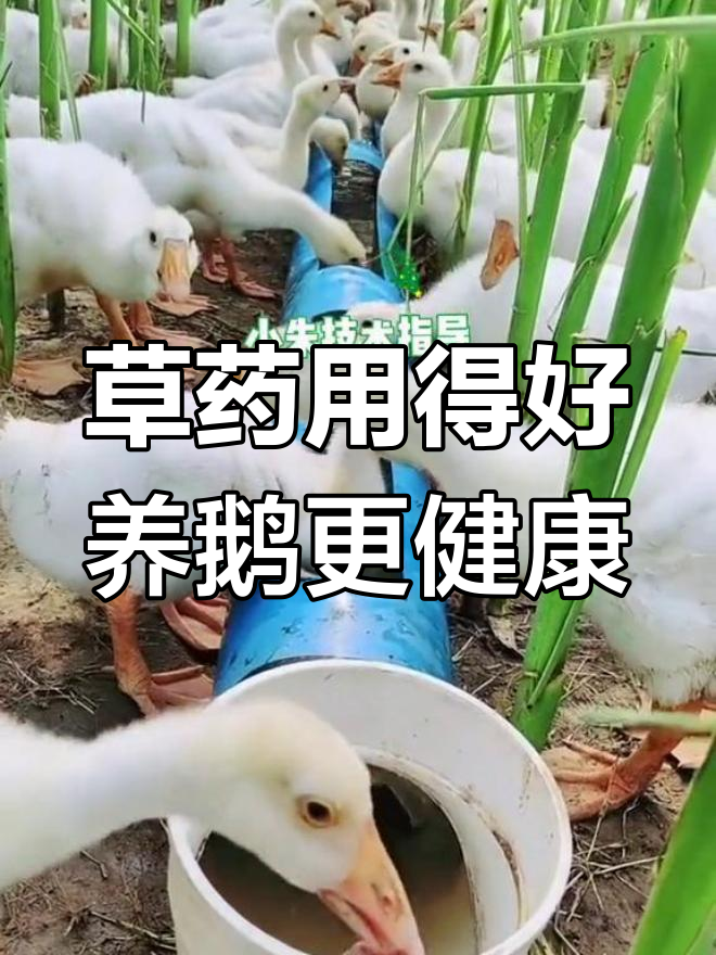 养鹅必备草药,消炎止利、清热长膘全靠这些