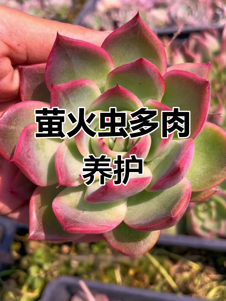 多肉植物品种解析:萤火虫景与石莲花薯的养护技巧