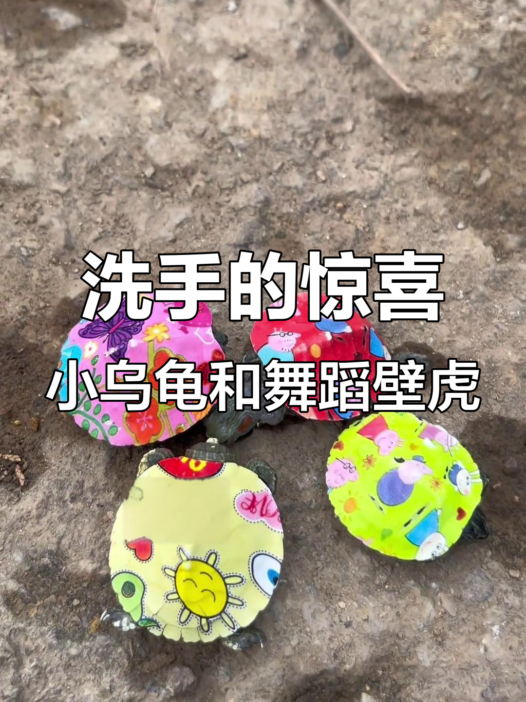 洗手时意外发现四只小乌龟,还有会跳舞的变异壁虎鱼