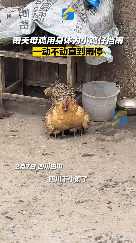 雨天母鸡用身体为小鸡仔挡雨,一动不动直到雨停