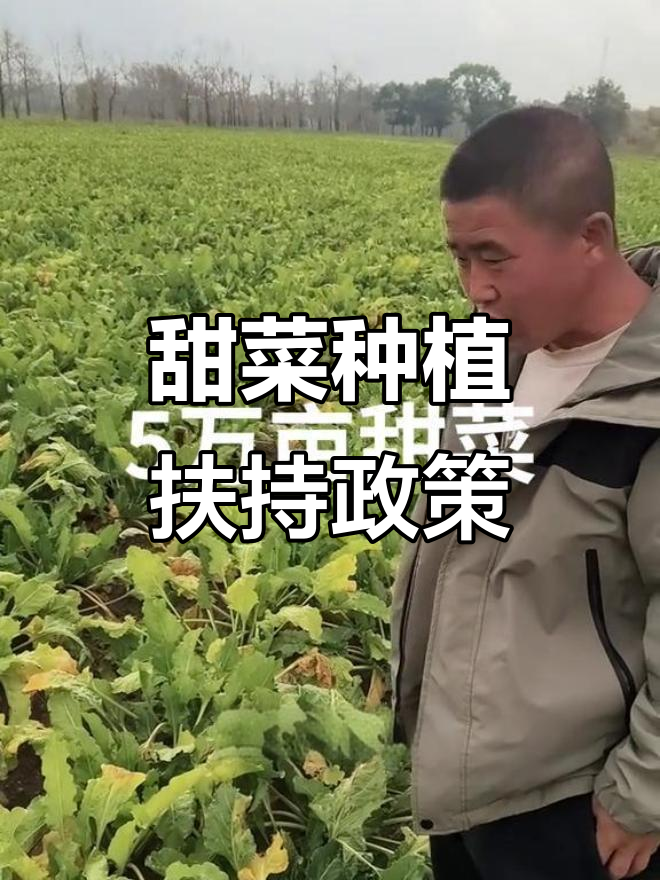 北方甜菜种植政策与收益分析,5万亩订单背后的故事