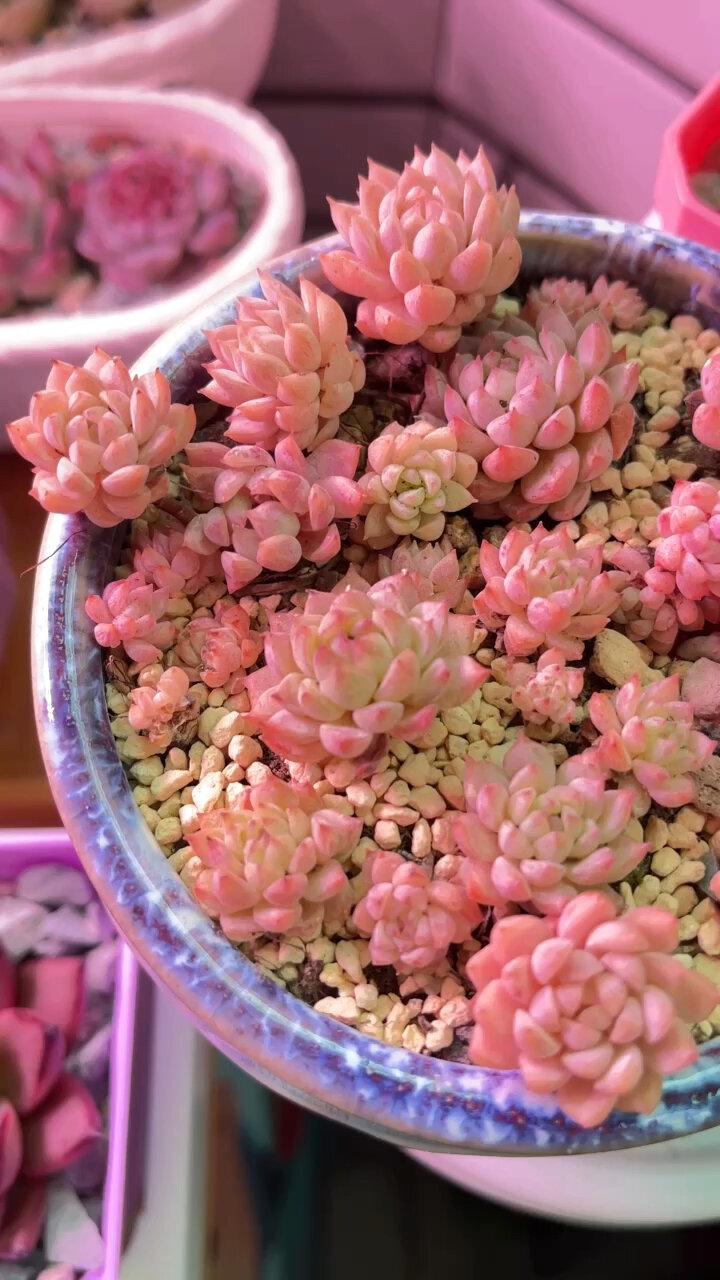 多肉植物合集(4)小粉莓群生