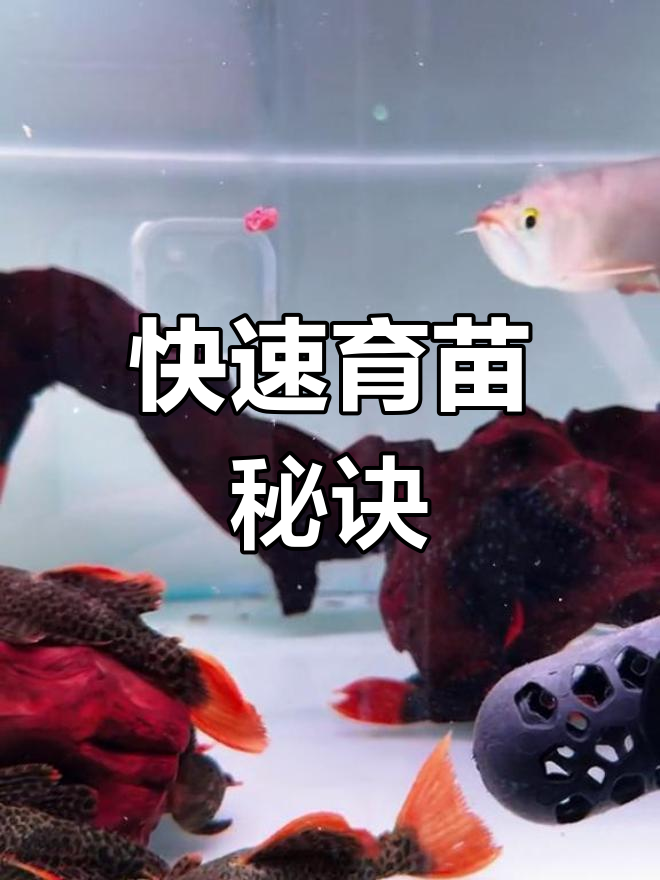 用汉堡养三厘米小苗,70天轻松长到8-10!