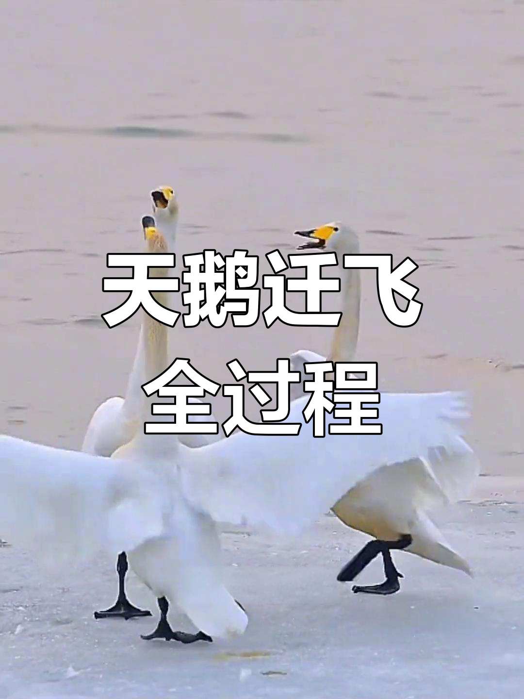 大天鹅的迁徙与繁殖