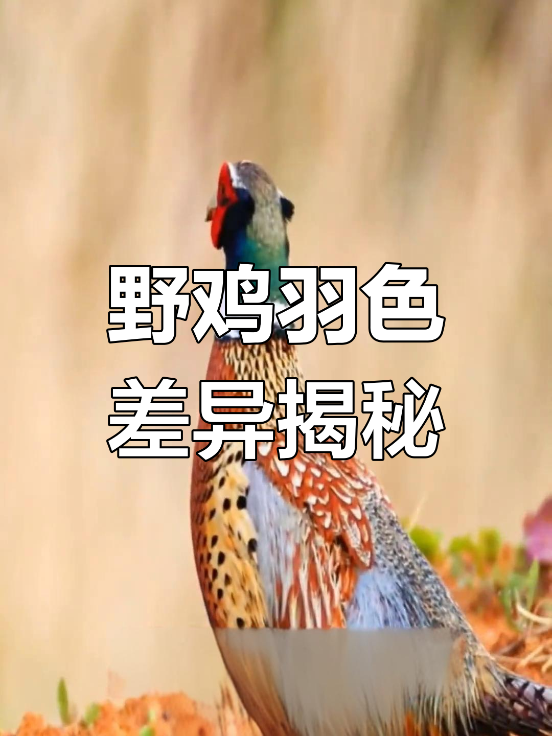 雄性野鸡华丽多彩,雌性暗淡有斑