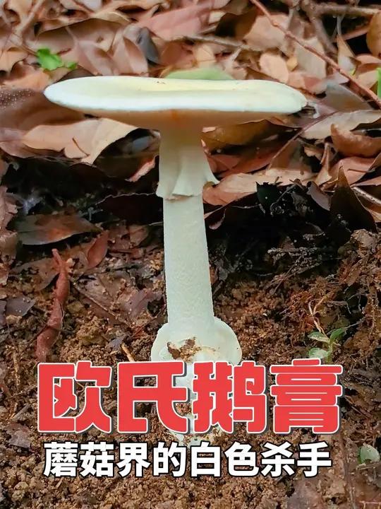 欧氏鹅膏 蘑菇界的白色杀手