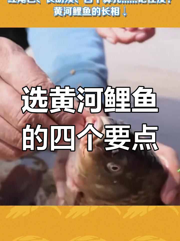 黄河鲤鱼四大特征，认准这些你也能分辨