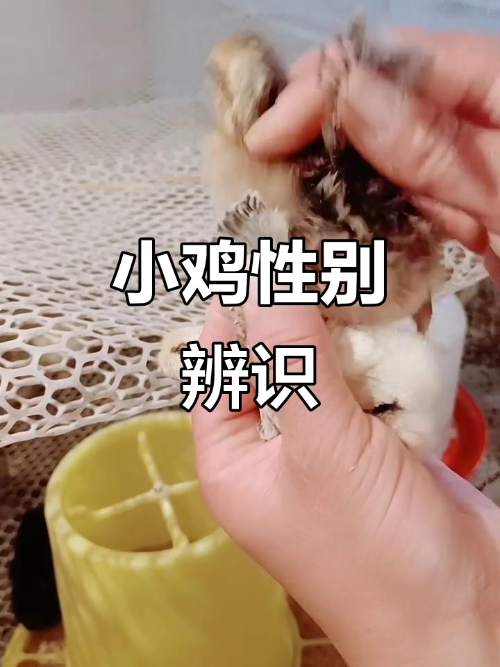 小鸡翅膀辨别公母,双层为母,单层为公