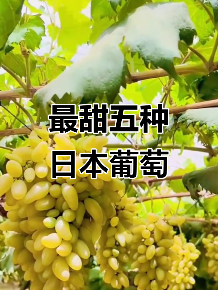 日本五大最甜葡萄品种大揭秘,第一名竟然是它!