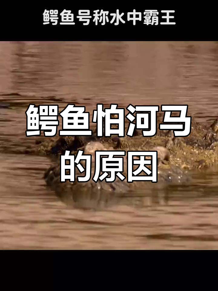 鳄鱼为何不敢攻击河马?