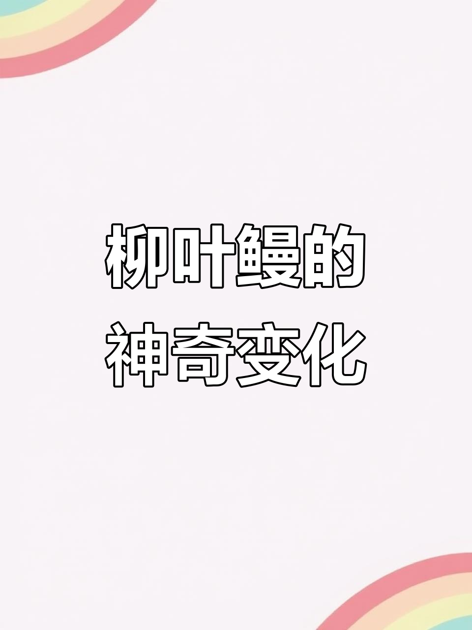 柳叶鳗:从透明丝带到常见鳗鱼的成长之路