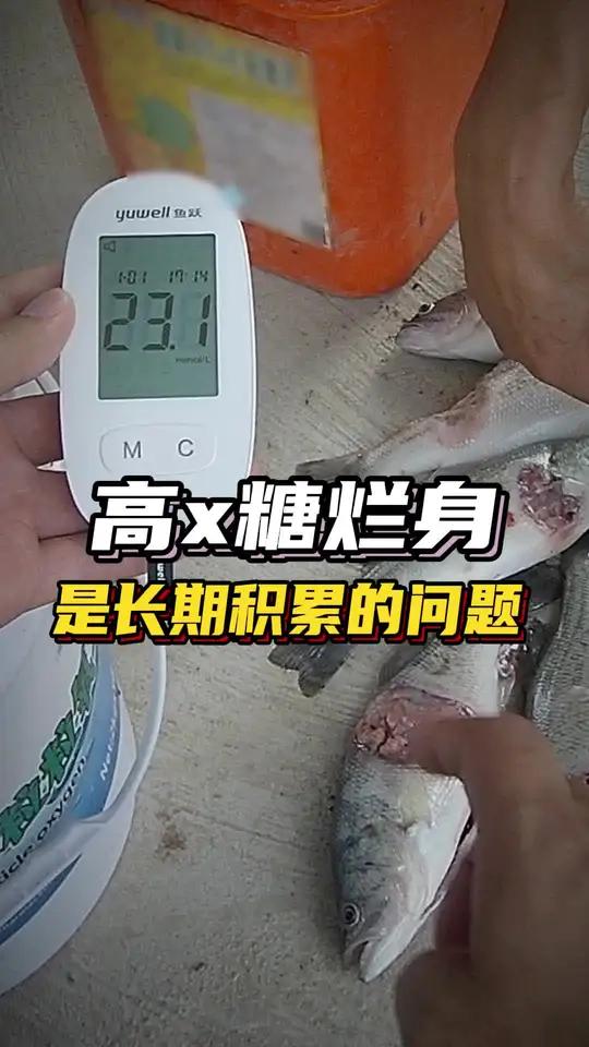 加州鲈鱼高血糖引起的烂身问题是长期积累的结果,平常打样检查和健康管理很重要!