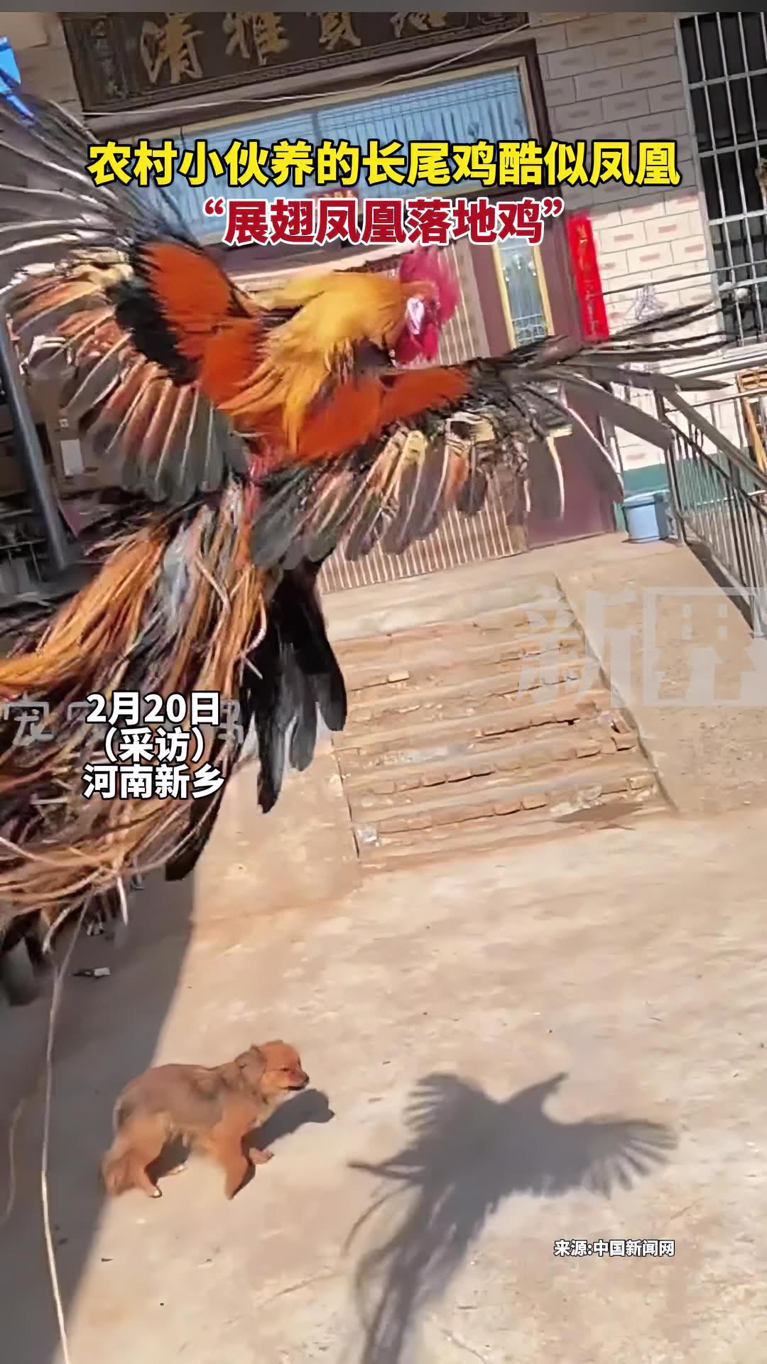 农村小伙养的长尾鸡酷似凤凰,展翅凤凰落地鸡