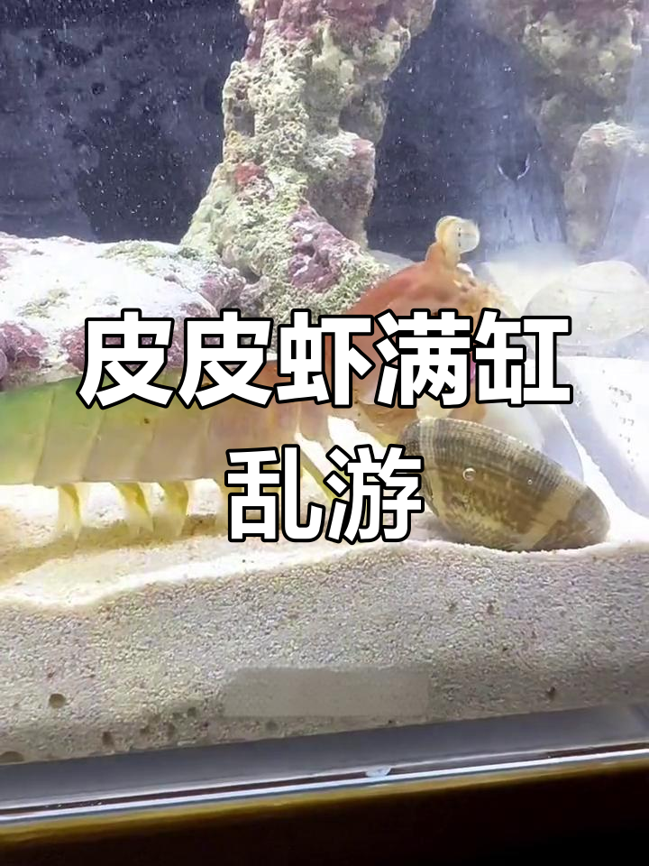 皮皮虾入缸后疯狂游动,花甲挑战才艺展示