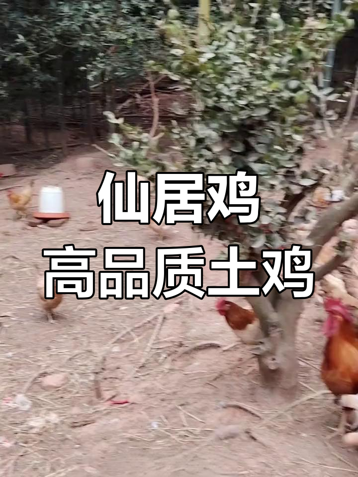 仙居鸡:品质与诚信的完美结合,土鸡中的王者