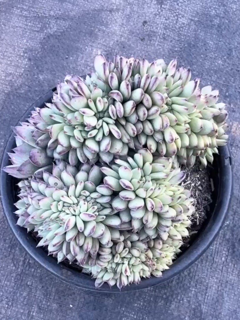 多肉植物拉糖缀化极品老桩