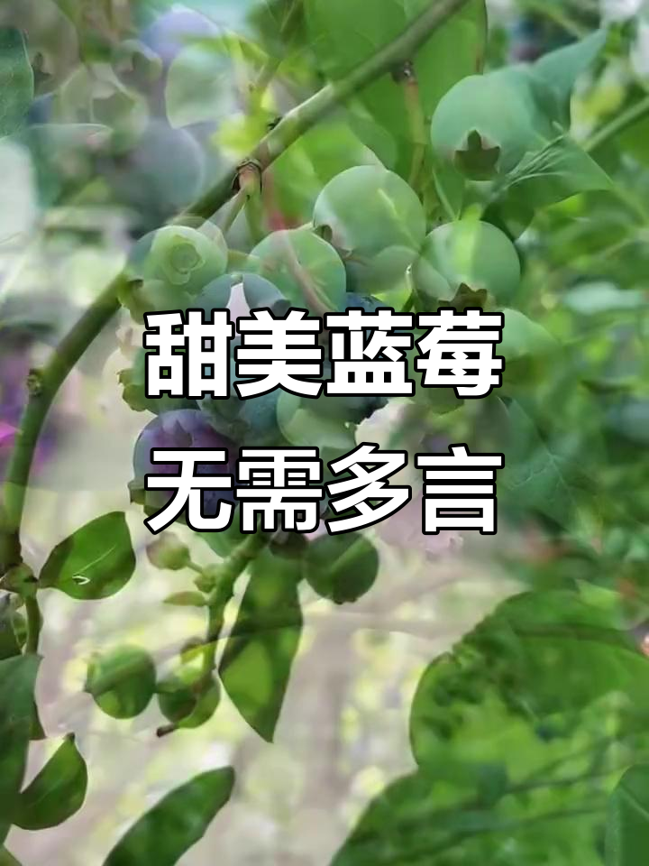 蓝莓的甜蜜诱惑,没有文案只有美味