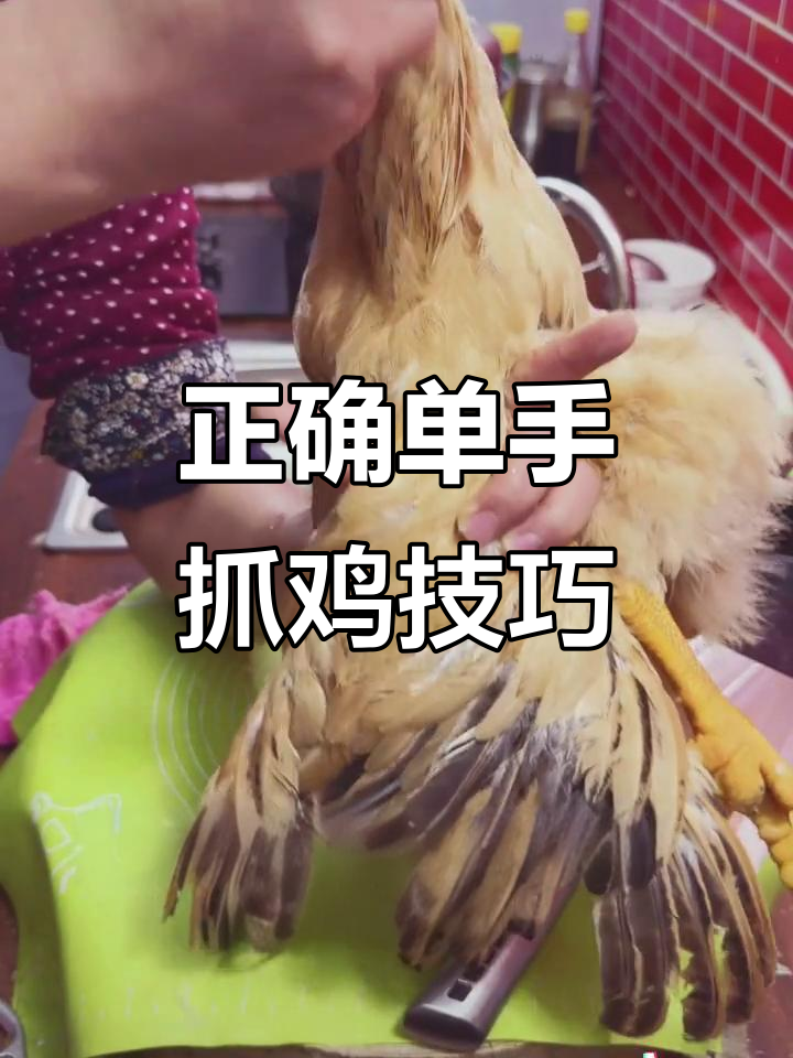 单手抓鸡技巧大揭秘,轻松掌握杀鸡方法