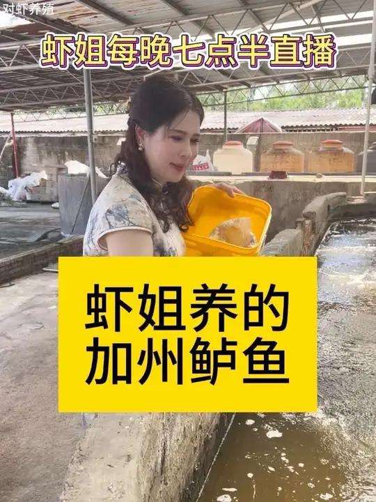 养虾技术  虾姐养的加州鲈鱼