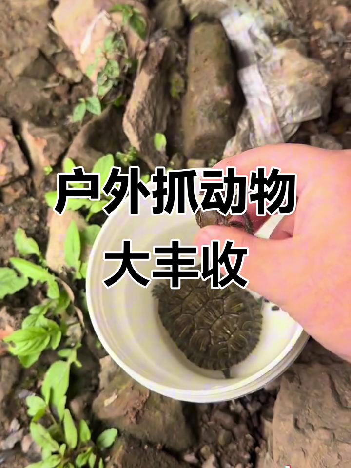 打水途中意外抓到乌龟、大闸蟹和胡子鱼,收获满满!