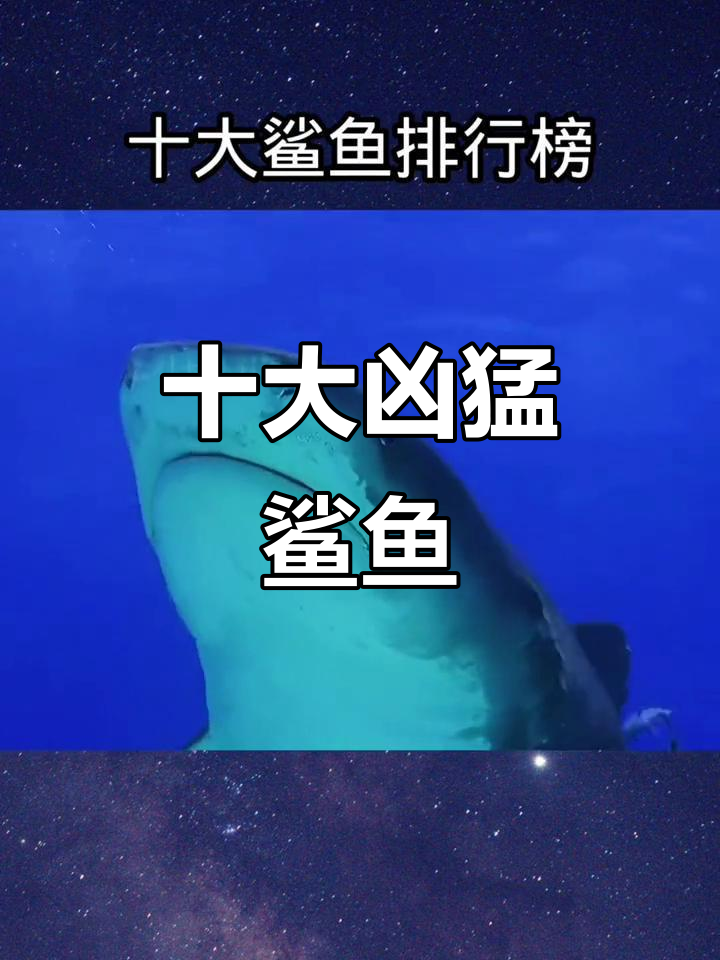 十大最凶猛鲨鱼排名,虎鲨只能排第三,噬人鲨位居第二