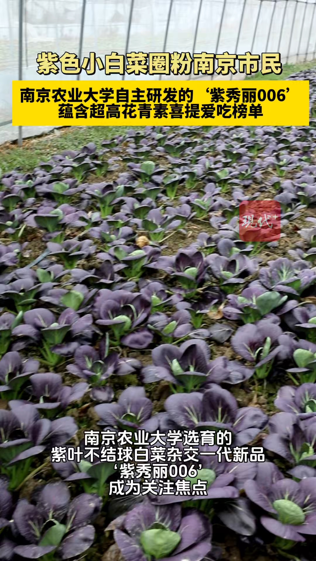 “最好吃的小白菜”，‘紫秀丽006‘火了！