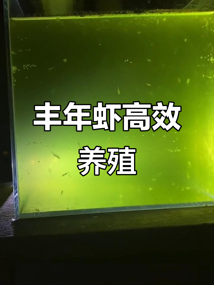 丰年虾养殖全攻略:从小球藻水到成虾,15天快速成长