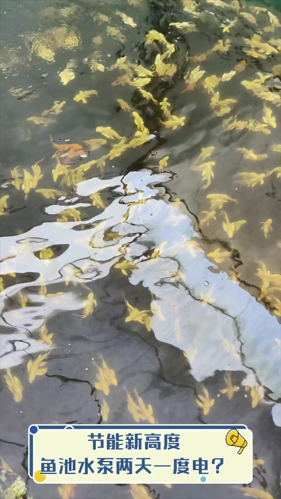 节能新高度,鱼池水泵两天一度电?