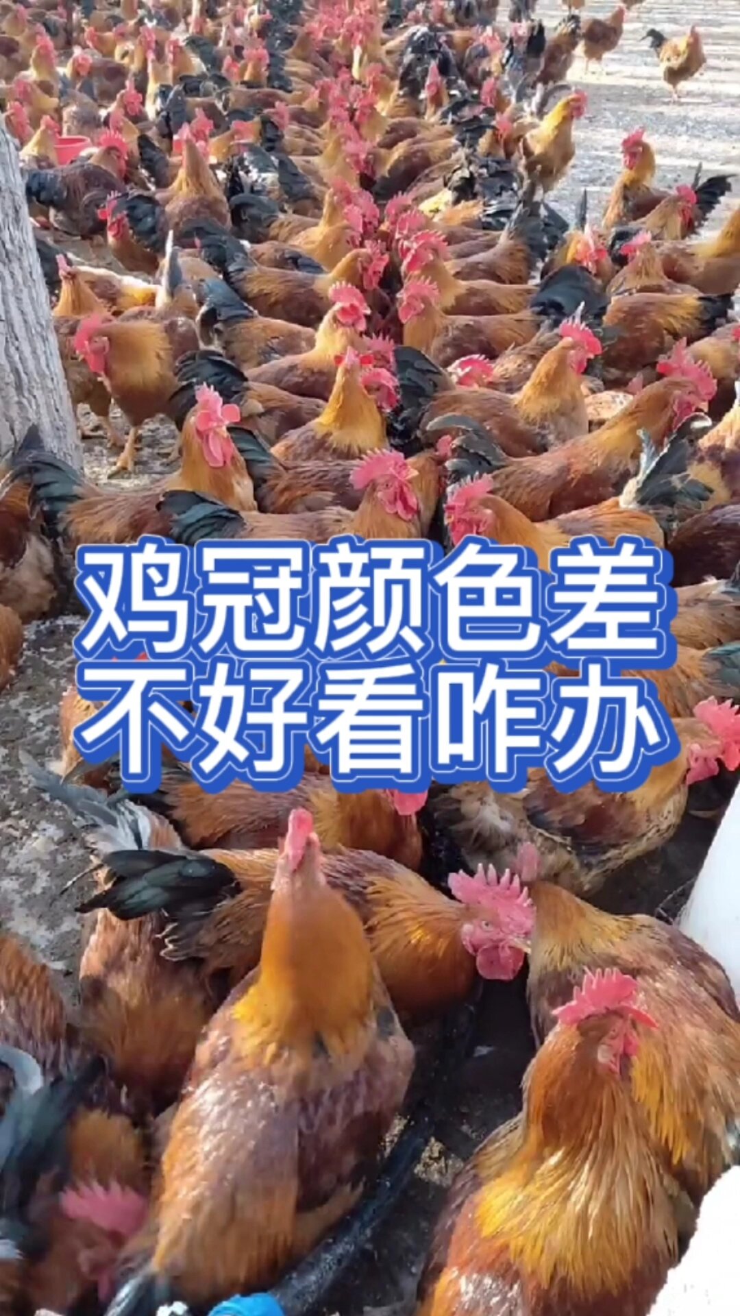 鸡冠不红是怎么回事?鸡冠不红的原因?鸡冠